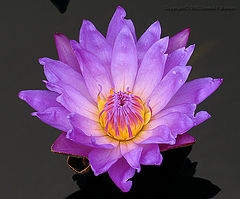 photo "#5 "Water Flame" Album"