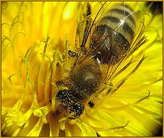 photo "Everyday work: a bee on a dandelion"