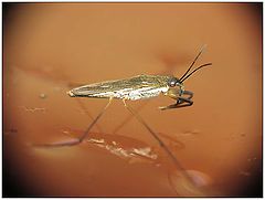 photo "Unsinkable water bug a water-measure"