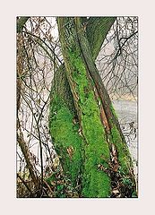 photo "Fall near the river"