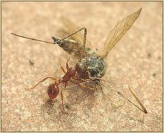 photo "Ant and a mosquito: fight of titans"
