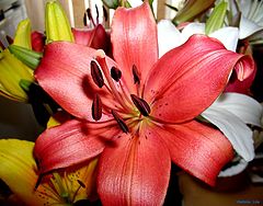 photo "Flower of the Lily"