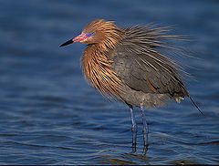 фото "Reddish Egret"
