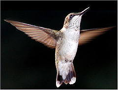 фото ""Belly-Up"...."