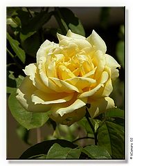 фото "My roses III"