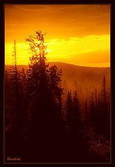 photo "Gold of the taiga"