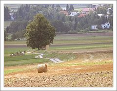 photo "In the Country"