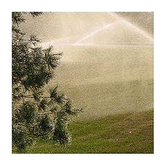 photo "sprinklers and tree"