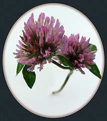 photo "Red Clover"