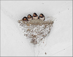photo "We at home!"