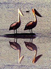 photo "Pelicans"