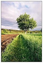 photo "Landscape with tree"