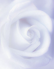 фото "Rose"