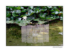фото "apparition"