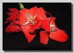 photo "Gladiolus"