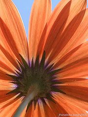 фото "orange symphony"