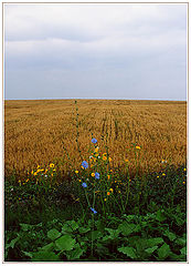 фото "Поле"