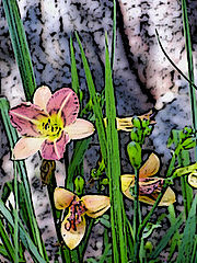 фото "Day Lilies "Un Crayon""