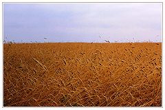 фото "Как шумит рожь..."