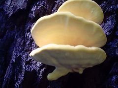 photo "Mushrooms on a tree"