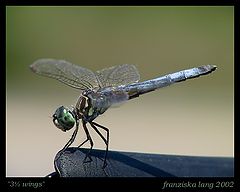 фото "3Ѕ wings"