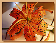 photo "Lily-2"