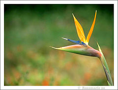 фото ""Strelitzia""