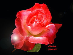 фото "Grace"
