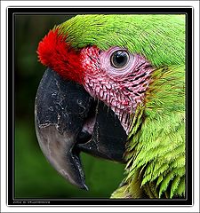 photo "Macaw"