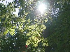 photo "sunny"