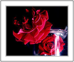 фото "The After Life of the Red Flower."