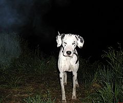photo "Dog Baskervil."