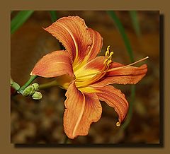 photo "Lily-3"