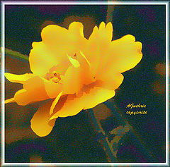 фото "Golden Glow"