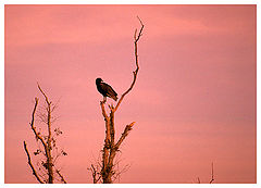 photo "The wait"