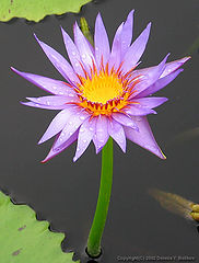photo "#6 "Water Flame" Album"