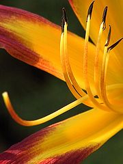 фото "fire lily"