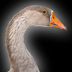 фото "ducktales"