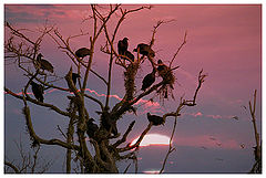photo "Black vultures"