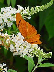 фото "Butterfly"