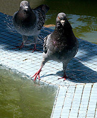 photo "Whoops!!! it`s too cold..."