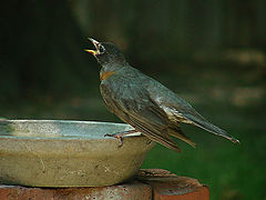 фото "American Robin"