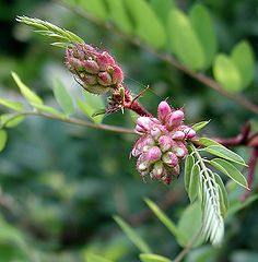 photo "Young acacia"