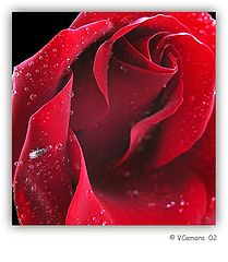 фото "The Heart of the Flower"
