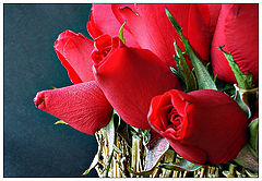 фото "little red roses"