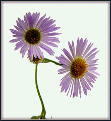 photo "Sisters"