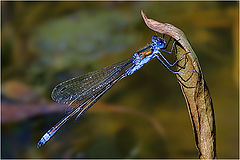 фото "Emerald Damselfly"