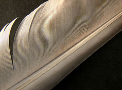 фото "Textures"
