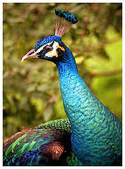 photo "Mysterious peacock"