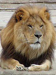 фото "His Majesty"